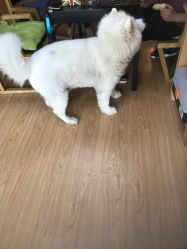 点击看大图 -英刺青 纹身 洗纹身