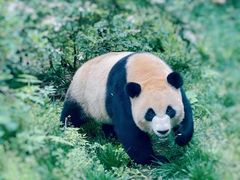 -成都大熊猫繁育研究基地