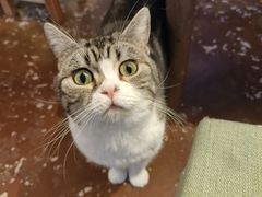 -猫猫幼稚园·撸猫·桌游·电玩