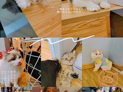 -啵啵喵·猫咖(攀华国际店)