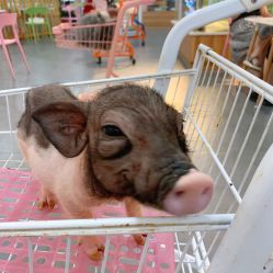 -Moni星球萌宠·小马宝莉·灵蛇·高端高阶全萌宠互动体验俱乐部(红豆国际广场店)