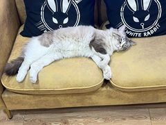 -白兔子密室(长寿路店)