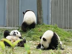 -成都大熊猫繁育研究基地