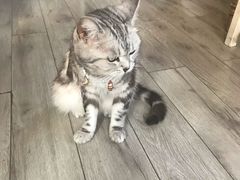 -海边的猫和咖啡馆