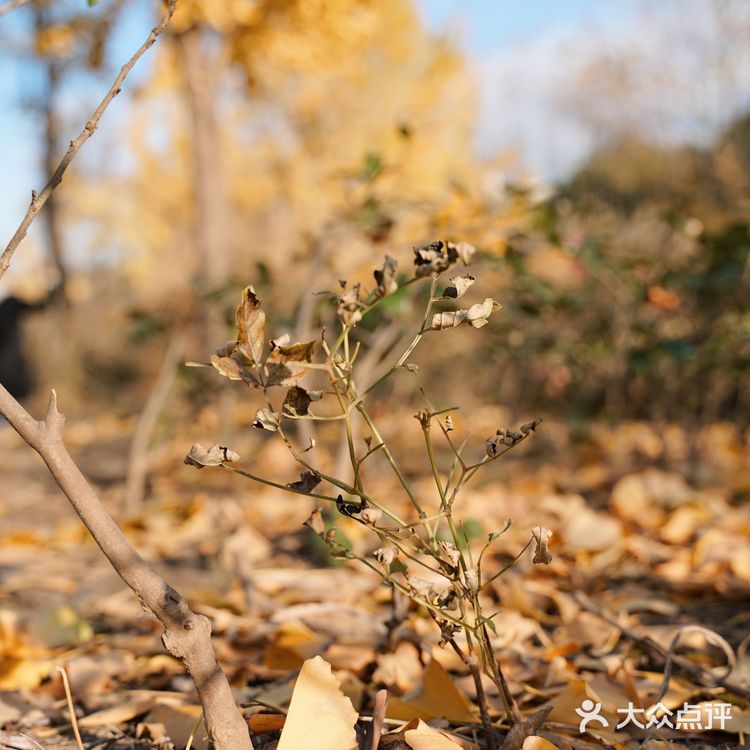 抓住秋天的小尾巴🍂银杏的黄也太温柔辣！