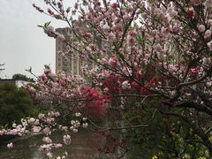 -南汇桃花村