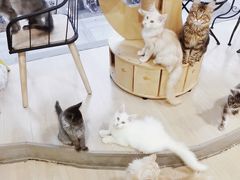 -70cat德文卷毛猫·缅因猫纯种猫舍