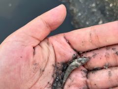-红树林天天赶海