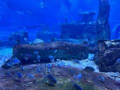 -秦皇岛新澳海底世界