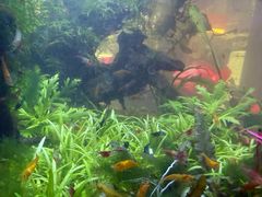 -溪岸路花鸟市场