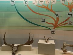 -北京麋鹿生态实验中心