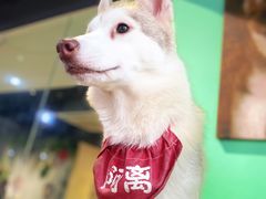 -Husky Go! 哈士奇体验馆·宠物咖啡厅狗咖