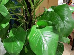 -解家河南菜(商鼎路店)