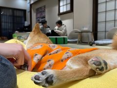 -逗柴咖啡屋·狗咖猫咖宠物桌游