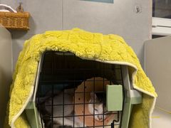 -伟伟宠物医院·CT影像中心·瑞派犬猫综合性门诊(汉口总院)