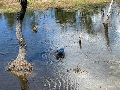 -洱海月湿地公园