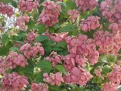 -王借岗森林公园