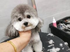 -宠福鑫康馨动物医院·骨科·眼科