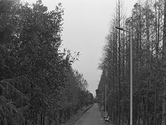 -上海长兴岛郊野公园