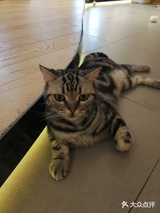 CAT’S MEWSTAR CAFE·喵星球猫屋(晴湾咖啡店)图片