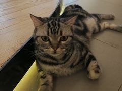 -CAT’S MEWSTAR CAFE·喵星球猫屋(晴湾咖啡店)