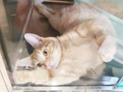 -艾吉宠物医院·疑难杂症转诊中心·猫友好(碧江路院)