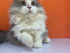 -三花喵·撸猫购宠·宠物生活馆(虹桥南丰城店)