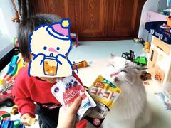 -欣宠猫屋·矮脚拿破仑·蓝金金渐层