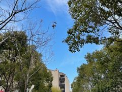 -上海崇明金茂凯悦酒店