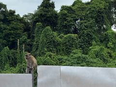 -槟城植物园