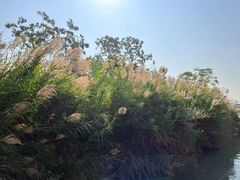 -大湾区中央湿地公园