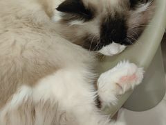 -平行世界·猫咖(首经贸店)