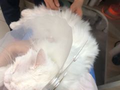 -纳吉亚猫专科动物医院博雅分院