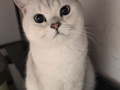 -伟伟宠物医院·瑞派猫友好医院·猫科(光谷店)