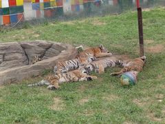 -大连森林动物园