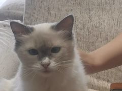 -藏猫猫咖啡主题馆(中央大道店)