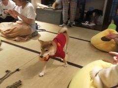 -逗柴咖啡屋·狗咖猫咖宠物桌游