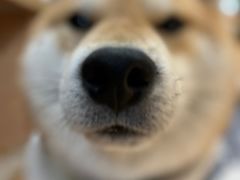-是阿柴呀！柴犬咖啡·爱喵喵猫咖