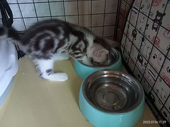 -lincat·猫舍(广州店)