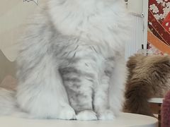 -Let's go狗咖·猫咖·奶狗·桌游(春熙路IFS店)