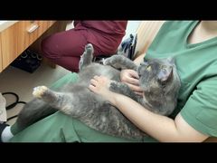 -瑞鹏宠物医院·骨科·猫科·内科(第一中心)