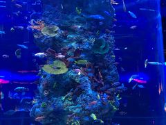 -芜湖新华联大白鲸海洋公园