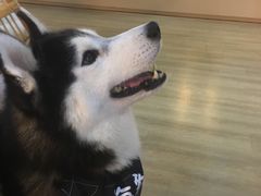 -Husky Go! 哈士奇体验馆·宠物咖啡厅狗咖