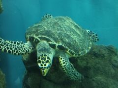 -上海海洋水族馆