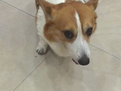 -艾贝尔宠物医院·狂犬免疫点(江山金象城店)