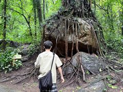-莫里热带雨林景区