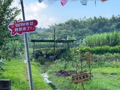 -丰依竹食·老牌竹筒饭