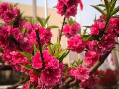 -五洲咖啡厅(五洲大酒店)