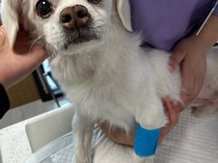 -北京派仕佳德动物医院·超导核磁·CT·神经科·骨科·内外科·急重症管理中心