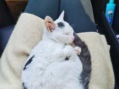 -宠颐生宠物医院·骨外科·犬猫全科诊疗中心(池州店)